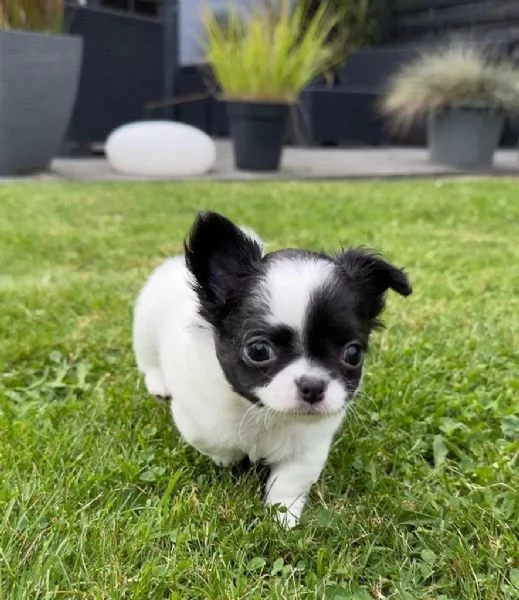 Cucciola di Chihuahua Toy