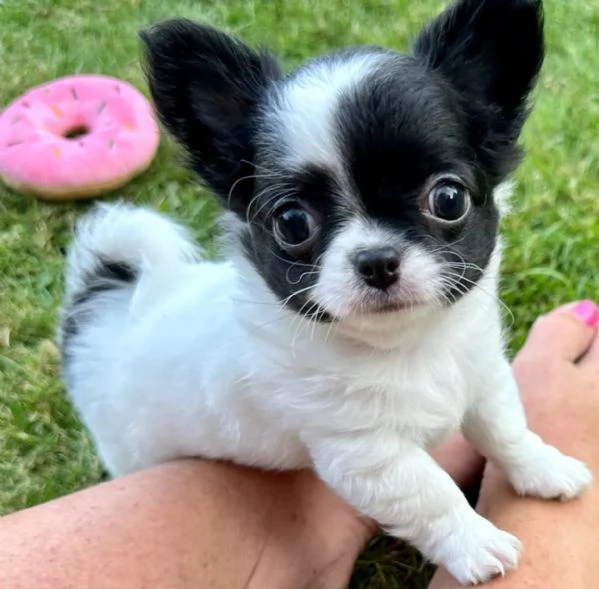 Cucciola di Chihuahua Toy | Foto 4