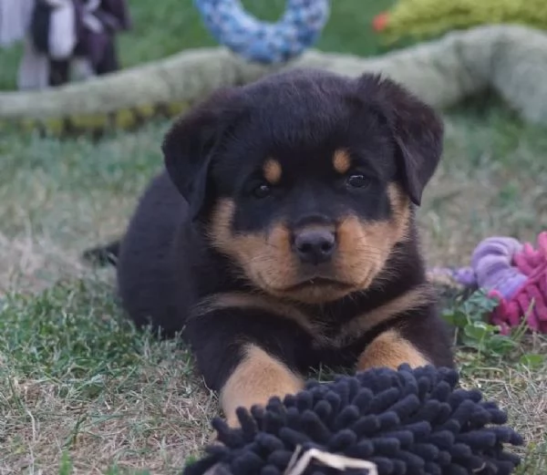 disponibili cuccioli Rottweiler con pedigree, vaccinazioni microchip