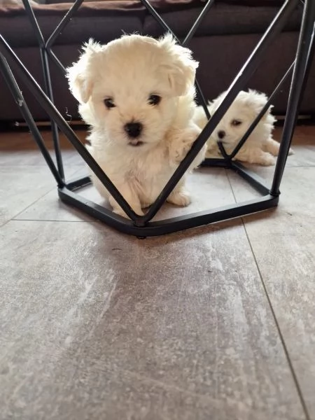 Disponibile meraviglioso cucciolo di Maltese toy | Foto 2