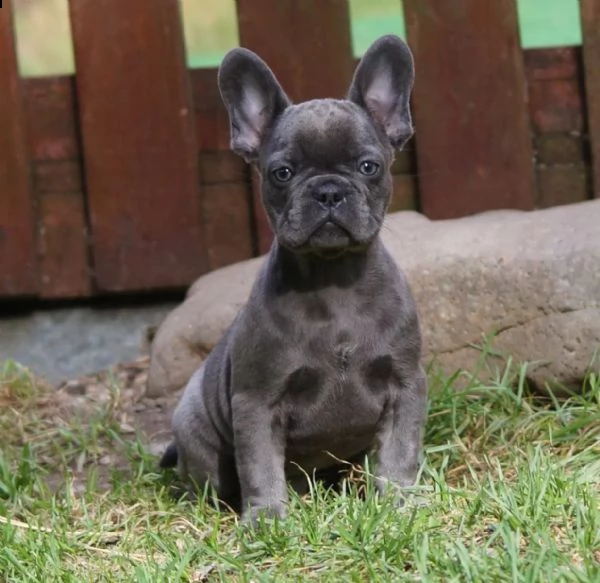 bouledogue francesi di alta genealogia | Foto 2