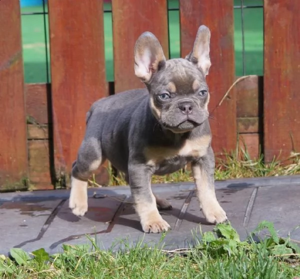 bouledogue francesi di alta genealogia | Foto 0