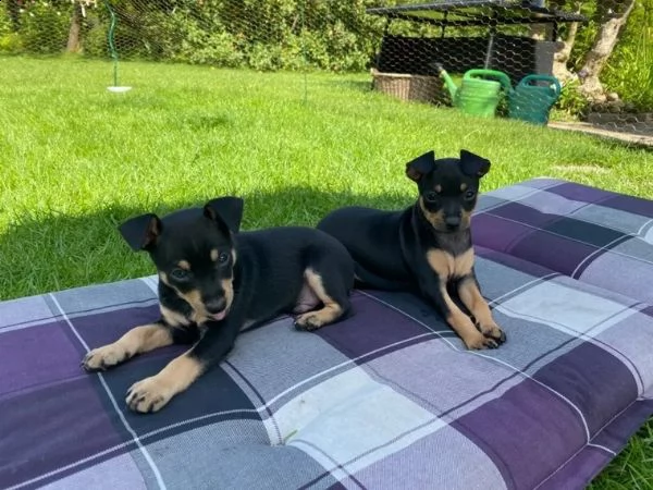  meraviglioso cucciolo di pinscher | Foto 1