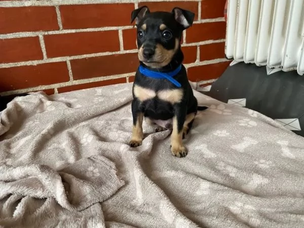  meraviglioso cucciolo di pinscher