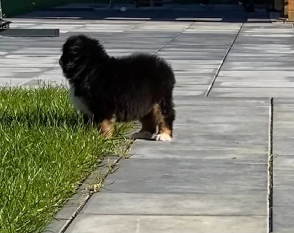 disponibili bellissimi cuccioli di bovaro del bernese | Foto 2