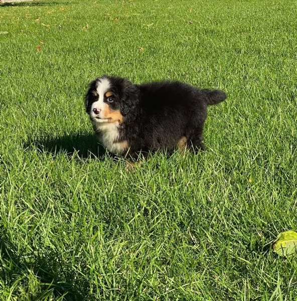 disponibili bellissimi cuccioli di bovaro del bernese | Foto 0