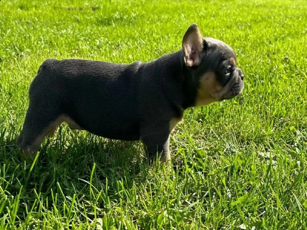 cuccioli di bulldog francese pronti a consegna con pedigree..