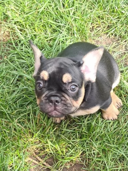 cuccioli di bulldog francese pronti a consegna con pedigree.. | Foto 2