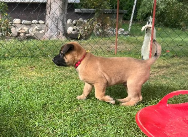 Cuccioli Pastore Belga Malinois | Foto 2