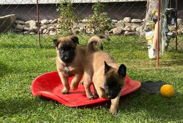 Cuccioli Pastore Belga Malinois | Foto 1