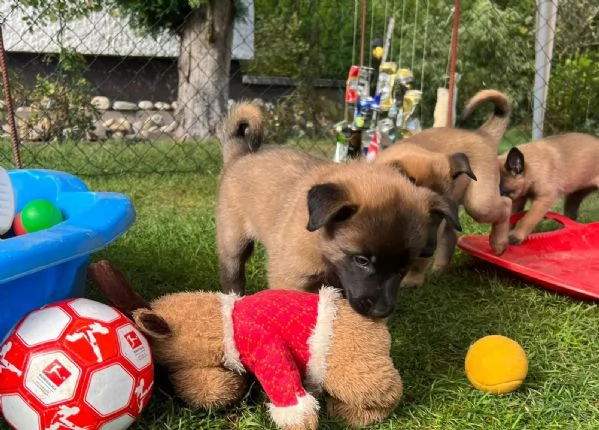 Cuccioli Pastore Belga Malinois | Foto 0