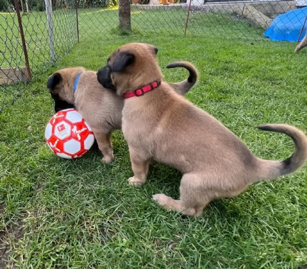 Cuccioli Pastore Belga Malinois