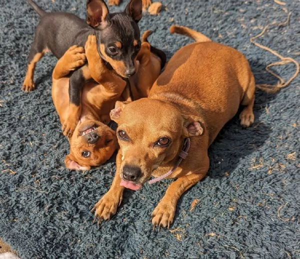 Bellissimo Cucciolo di Pinscher