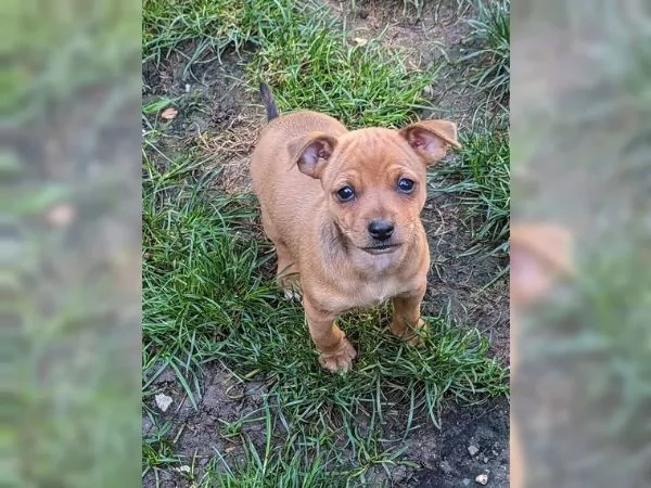 Bellissimo Cucciolo di Pinscher | Foto 1