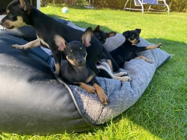 Bellissimo Cucciolo di Pinscher | Foto 0