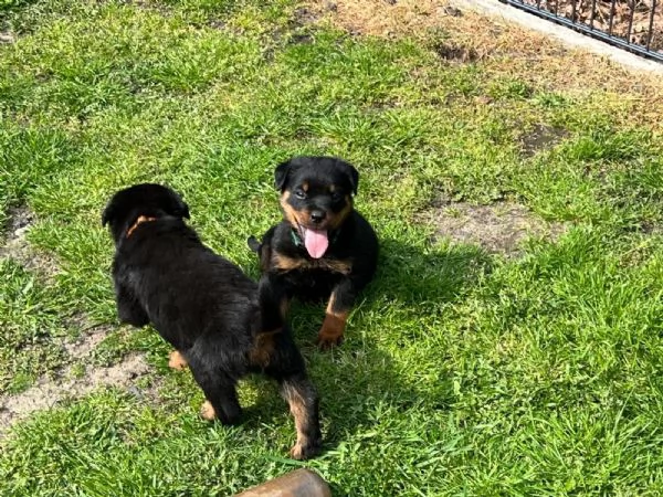 Cucciolo di razza Rottweiler | Foto 4