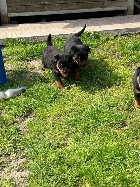 Cucciolo di razza Rottweiler | Foto 3