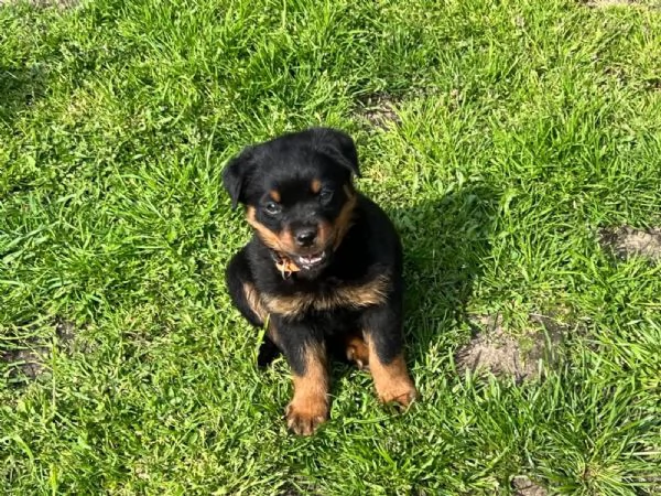 Cucciolo di razza Rottweiler | Foto 2