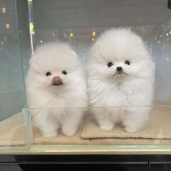 CUCCIOLI POMERANIA BIANCHI! | Foto 1