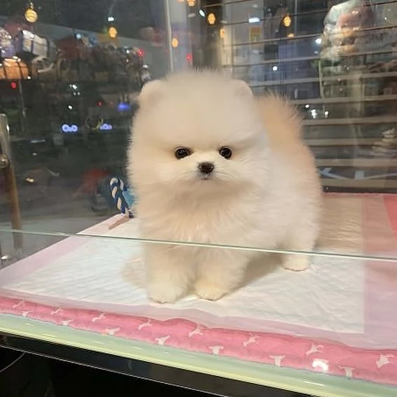 CUCCIOLI POMERANIA BIANCHI! | Foto 0