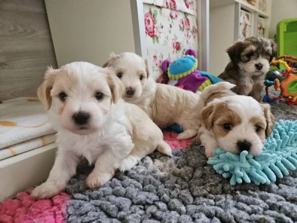 Cuccioli di havanese Disponibili | Foto 2