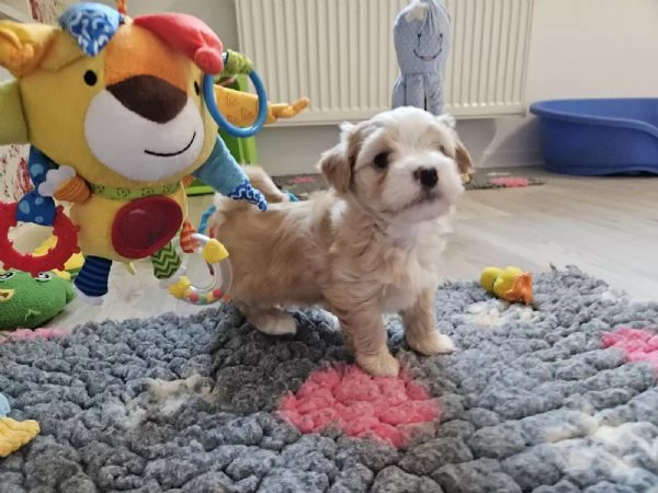 Cuccioli di havanese Disponibili | Foto 1