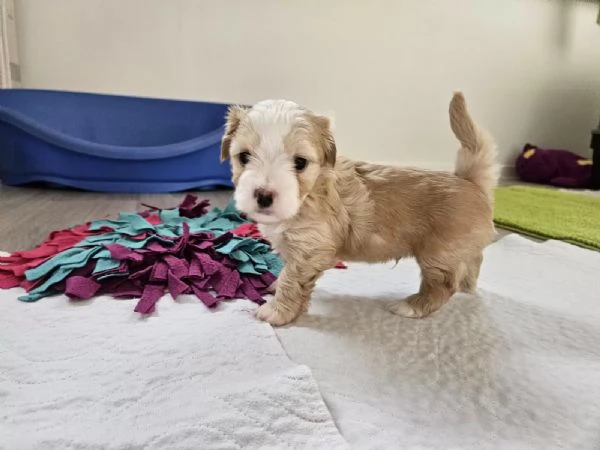 Cuccioli di havanese Disponibili | Foto 0