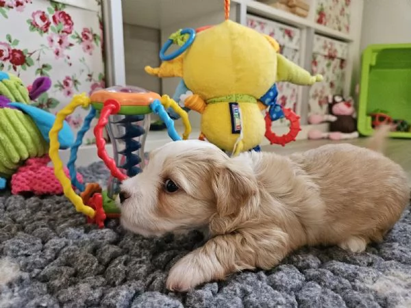 Cuccioli di havanese Disponibili