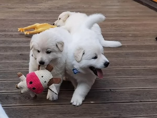 Cuccioli di Pastore Svizzero bianco | Foto 1