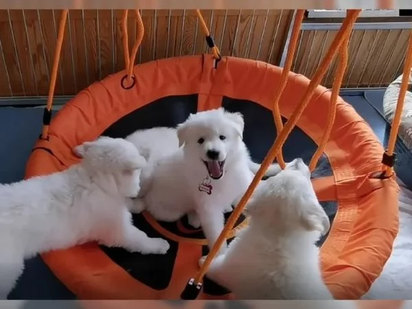 Cuccioli di Pastore Svizzero bianco | Foto 0