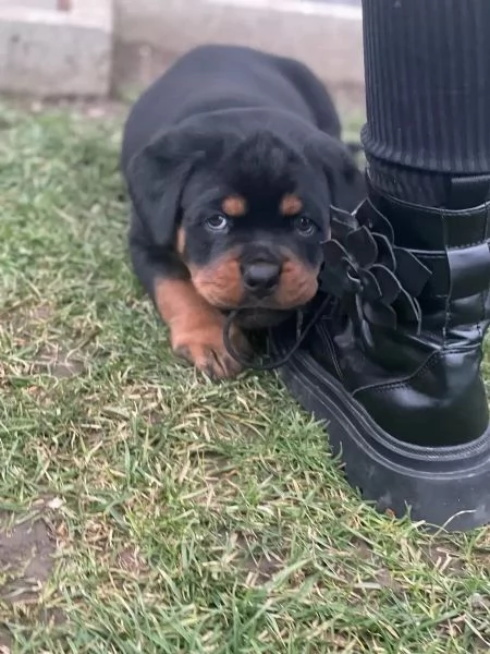 Cuccioli di rottweiler maschi e femmine  | Foto 3