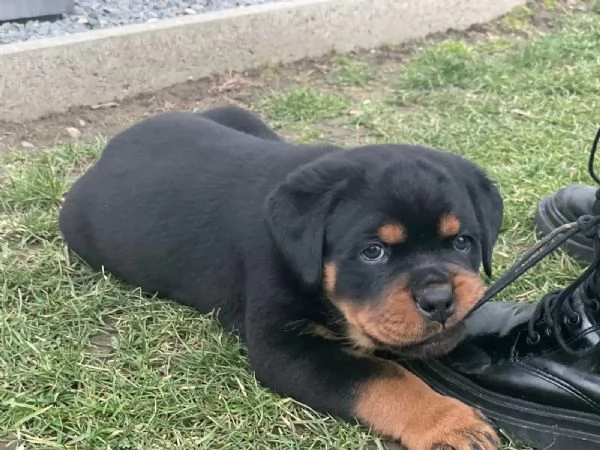 Cuccioli di rottweiler maschi e femmine  | Foto 2