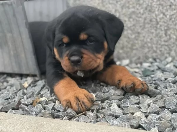 Cuccioli di rottweiler maschi e femmine  | Foto 1