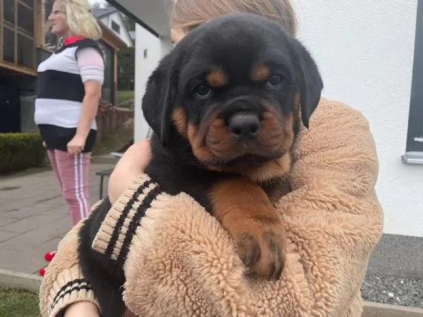 Cuccioli di rottweiler maschi e femmine  | Foto 0