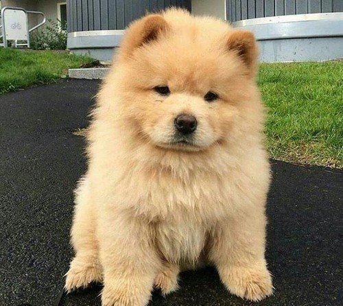 cuccioli di chow chow in adozione