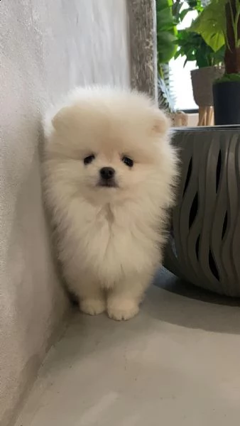 cuccioli di spitz nano tedesco