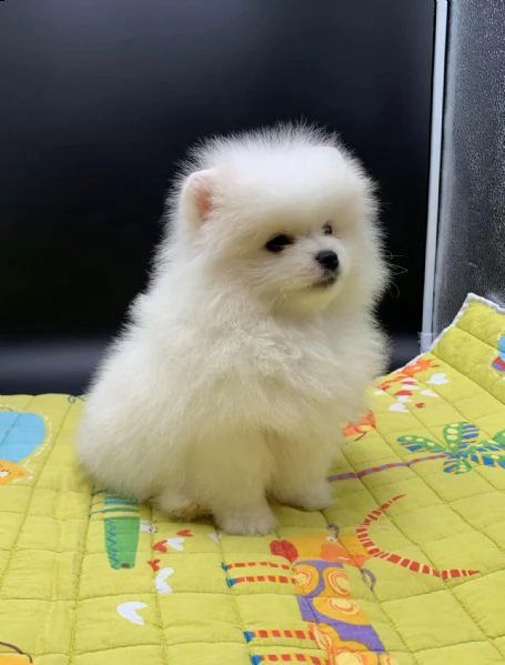 spitz pomerania maschio e femmina | Foto 0