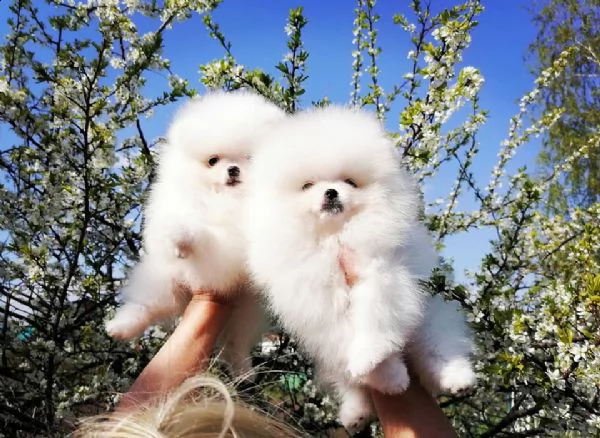 cuccioli pomerania toy!!