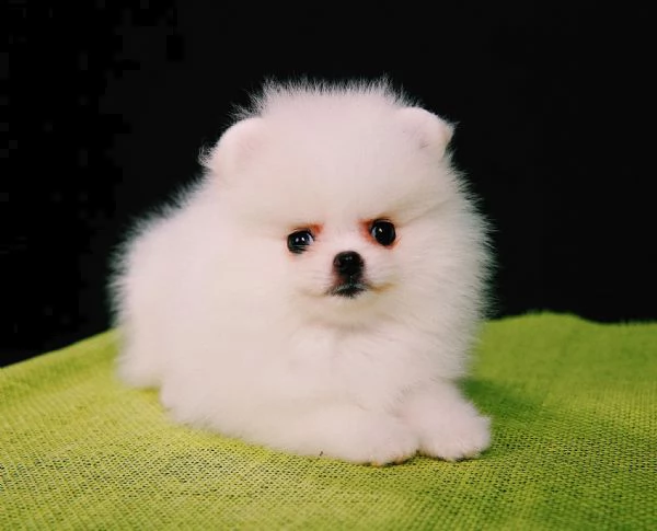 spitz pomerania maschio e femmina!! | Foto 0