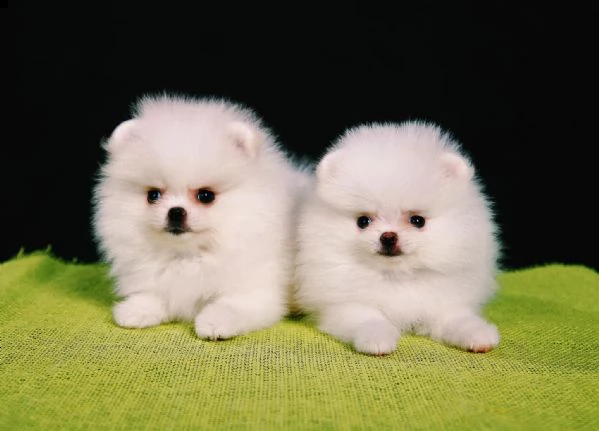 spitz pomerania maschio e femmina!!