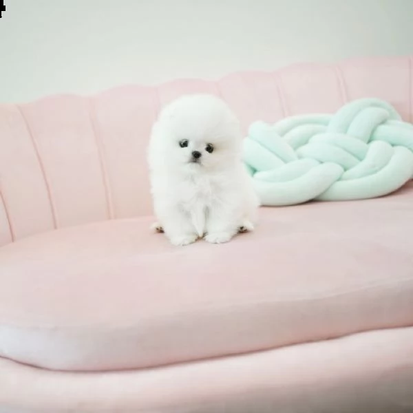 regalo cuccioli volpino della pomerania con pedigree