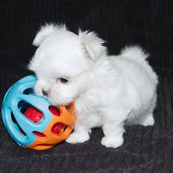 cuccioli di maltesi mini toy. 