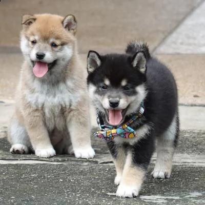 vendo cuccioli di shiba inu