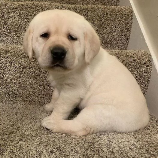 cuccioli di labrador (pronti subito)