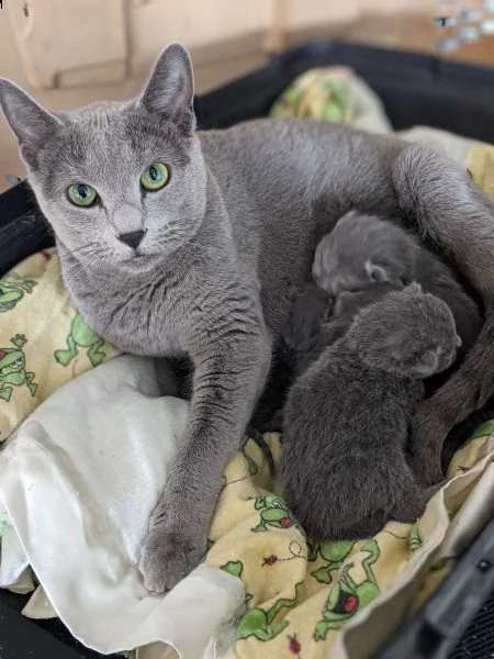 gattini vaccinati pronti