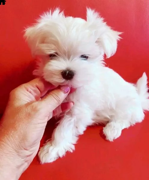 cuccioli di razza maltese toy