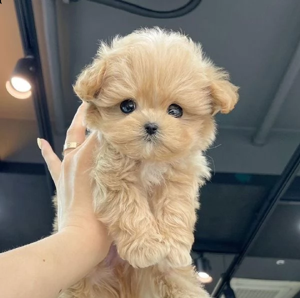 cuccioli di maltipoo in adozione