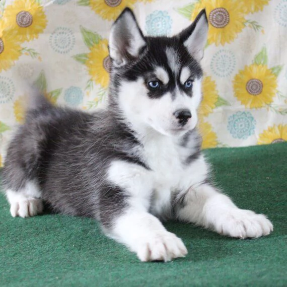 husky siberiano cuccioli per l'adozione bellissima cucciolata cerca nuova famiglia, 4 maschi e 3 fem