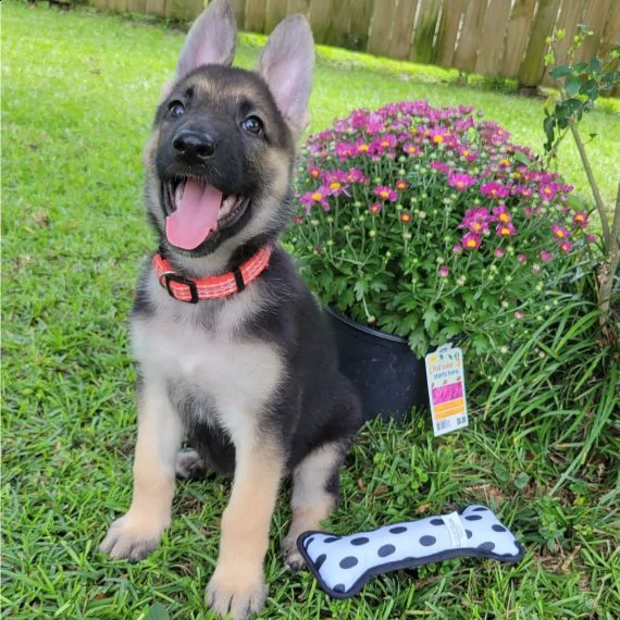 regarlo pastore tedesco cuccioli bellissima cucciolata cerca nuova famiglia, 4 maschi e 3 femmina, 6