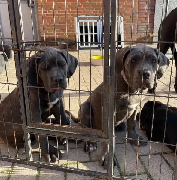 cuccioli di cane corso